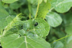Gastrophysa cyanea