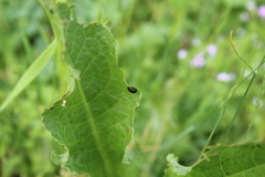 Gastrophysa cyanea