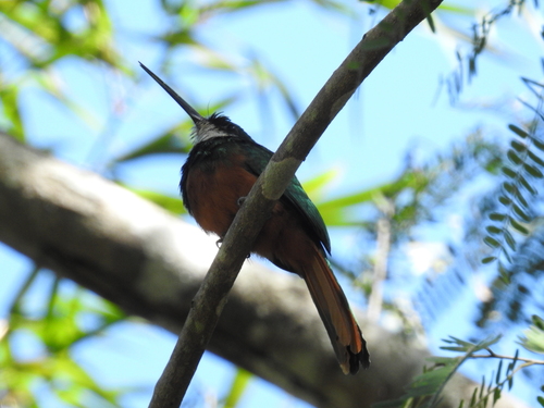 Rufous-tailed Jacamar