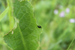 Gastrophysa cyanea