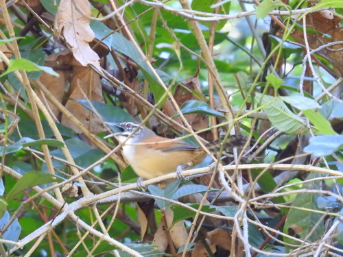 Moustached Wren