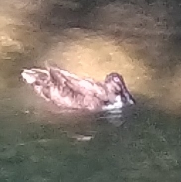 Mallard