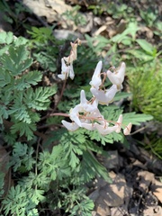 Dicentra cucullaria