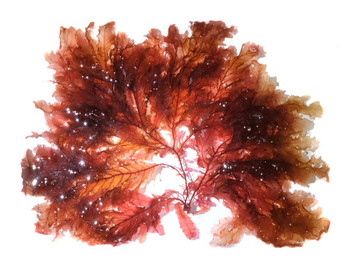 Phycodrys rubens observed 2026-06-06