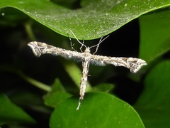 Amblyptilia punctidactyla
