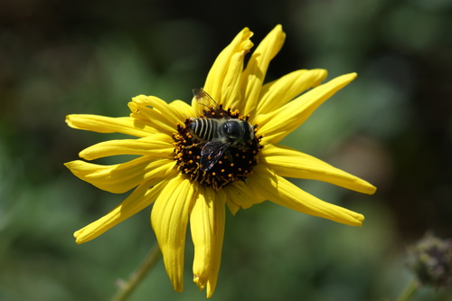 iNaturalist observation photo of Parallel Leafcutter Bee