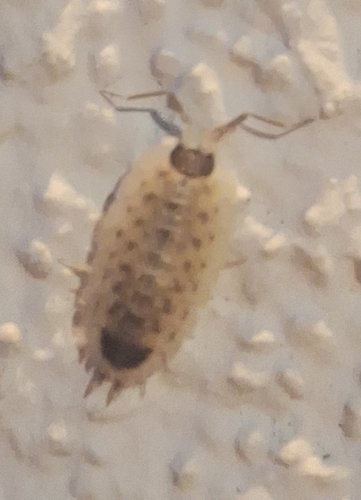 Brickwork Woodlouse