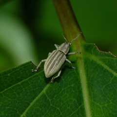 Aphrastus taeniatus
