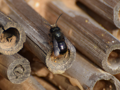 Osmia
