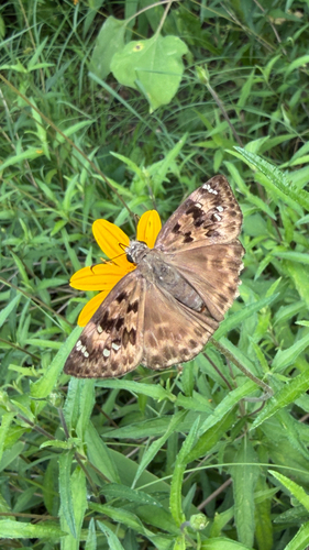 Horace's Duskywing