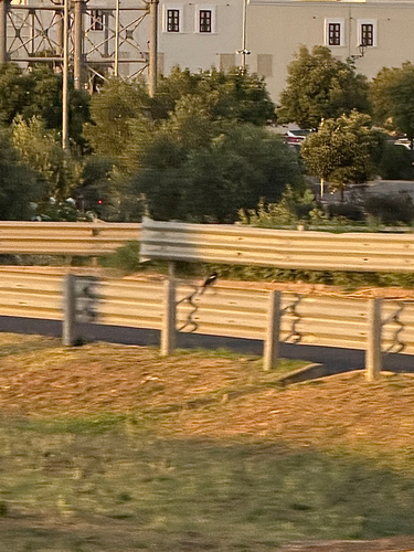 Eurasian Magpie