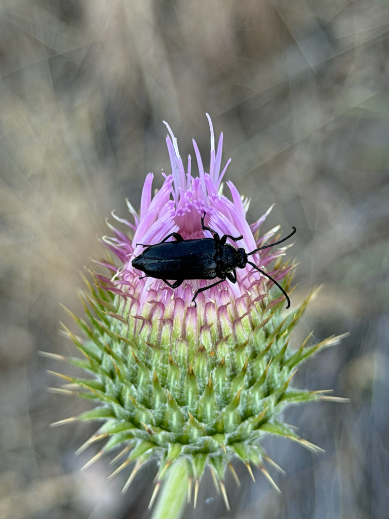 Toxoleptura pernigra