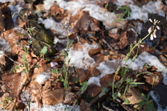 Cardamine douglassii