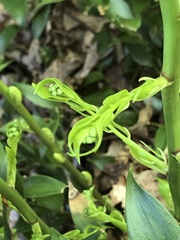 Danae racemosa