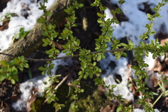 Berberis thunbergii