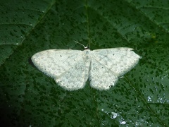 Scopula incanata