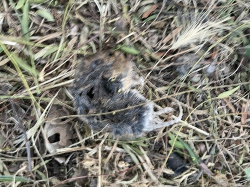iNaturalist observation photo of California Vole