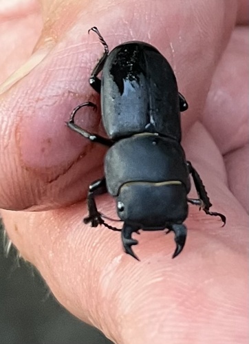 Lesser Stag Beetle