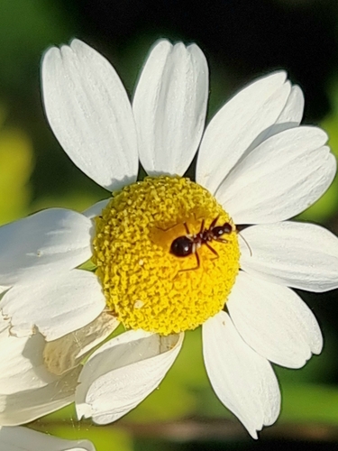 Ant Damselbug
