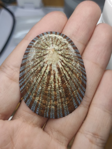 Cellana nigrolineata