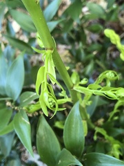 Danae racemosa