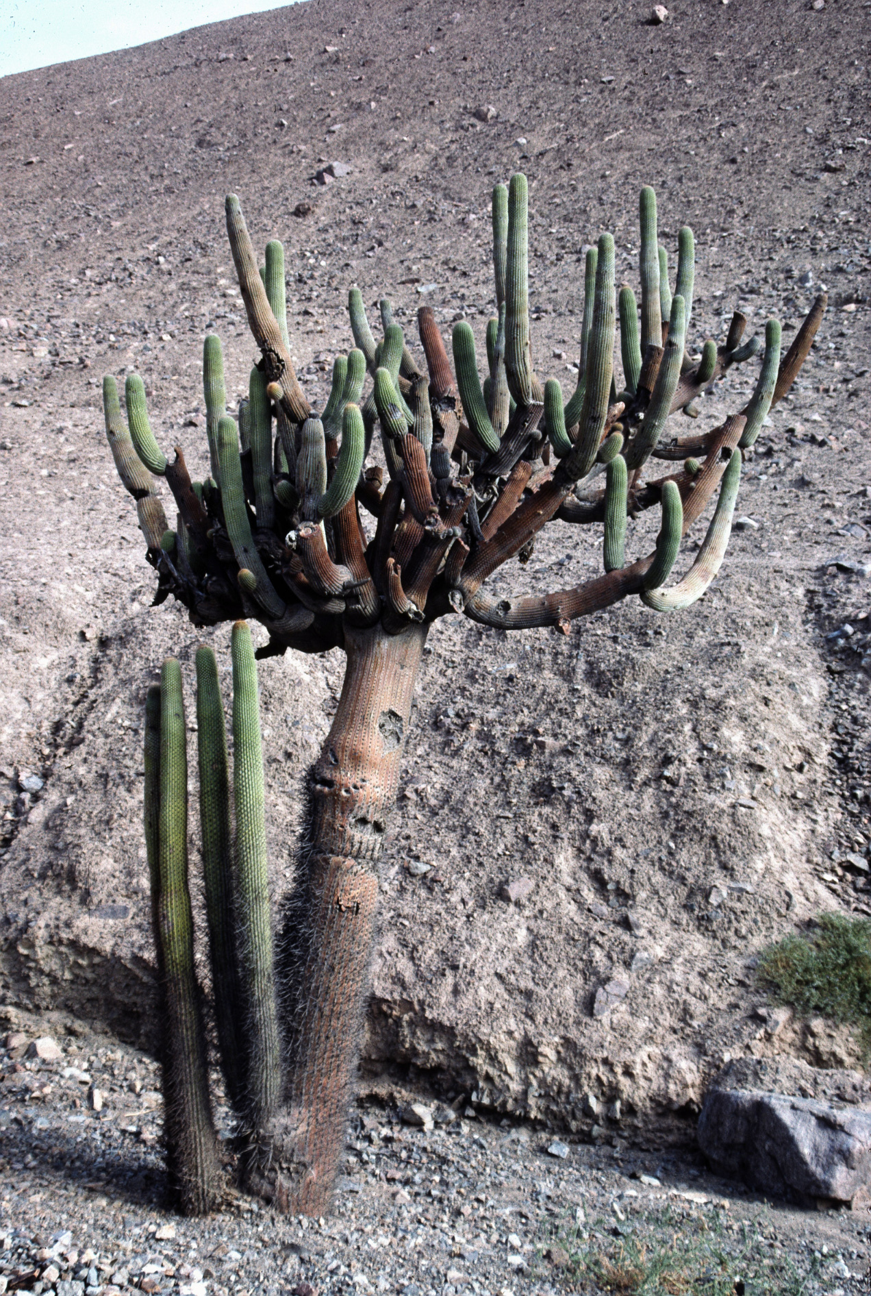 Browningia candelaris ssp. candelaris