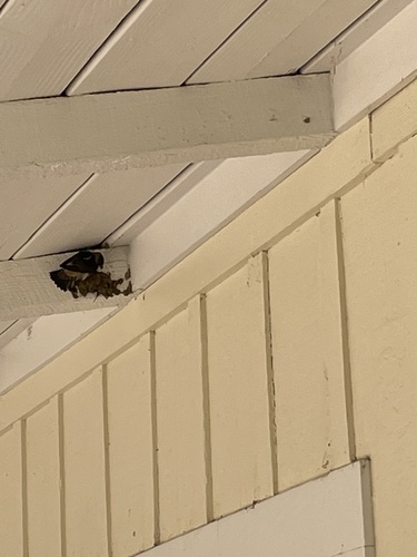 iNaturalist observation photo of Cliff Swallow