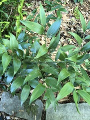 Danae racemosa
