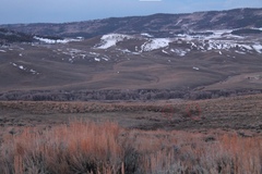 Centrocercus minimus