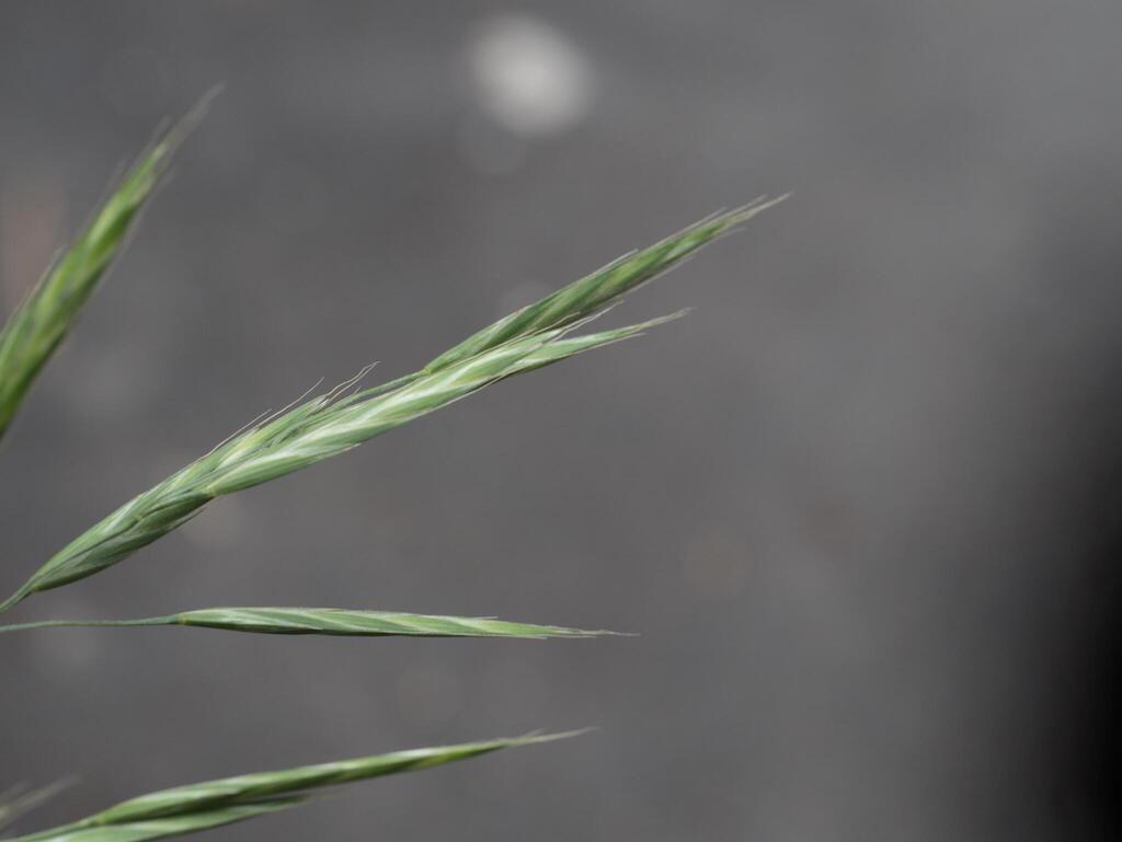 Bromus carinatus; photograph (c) Daniel Cahen, some rights reserved (CC BY)
