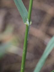 (c) Daniel Cahen, some rights reserved (CC BY) Bromus carinatus, photograph (c) Daniel Cahen, some rights reserved (CC BY)