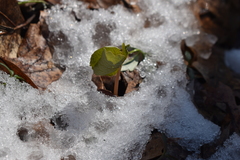 Sanguinaria canadensis