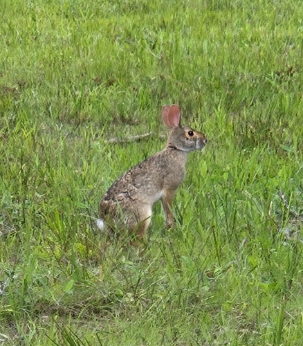 Conejo de pantano