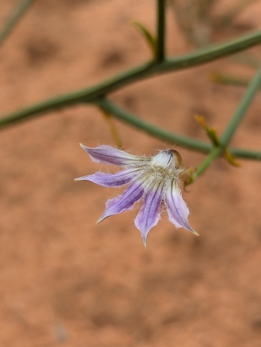 Scaevola depauperata, 2026-05-23