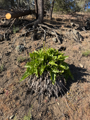 (c) klicklo, some rights reserved (CC BY) Balsamorhiza deltoidea, photograph (c) klicklo, some rights reserved (CC BY)