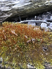 Ceratodon
