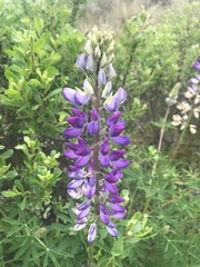 Lupinus latifolius