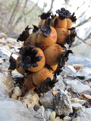 Bdallophytum americanum