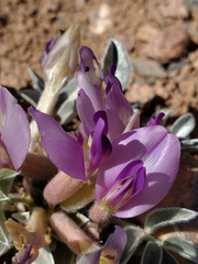 Astragalus newberryi