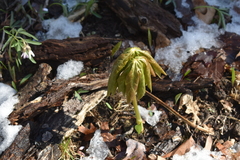 Podophyllum peltatum