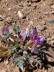 Astragalus newberryi