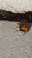 Bombus hypnorum