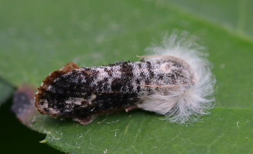 Frilly Grass Tubeworm Moth photo 5