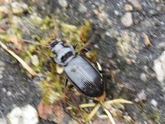 Limodromus assimilis