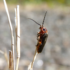 Atalantycha bilineata