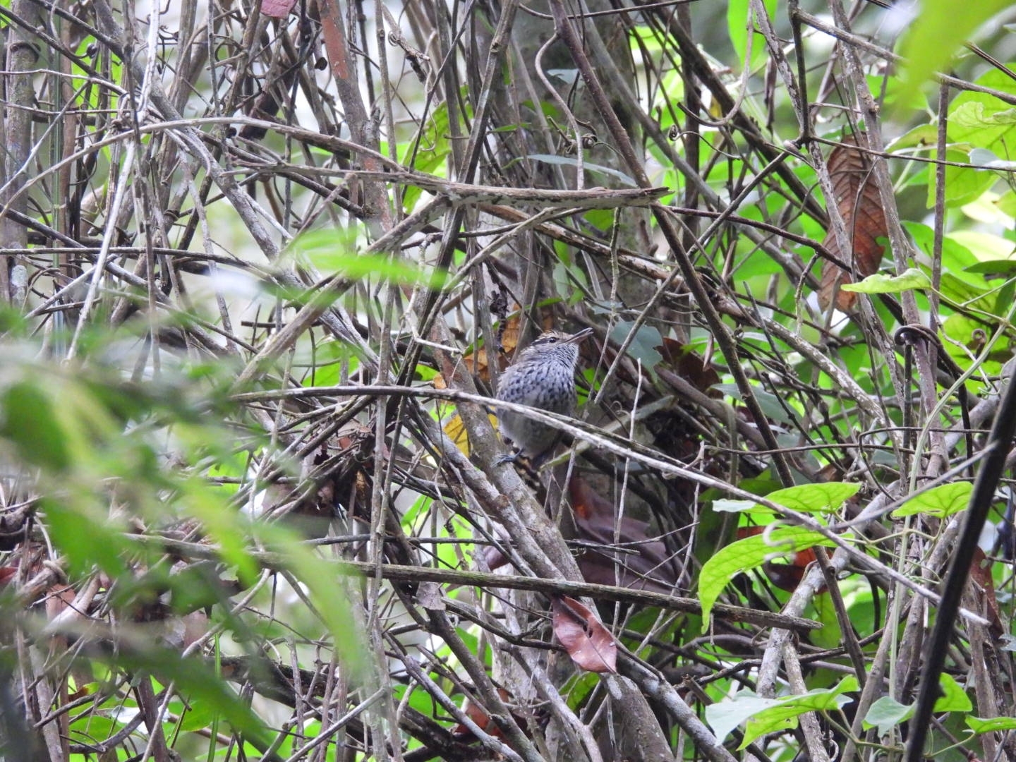 Scaled Antbird (Drymophila squamata), photo 2