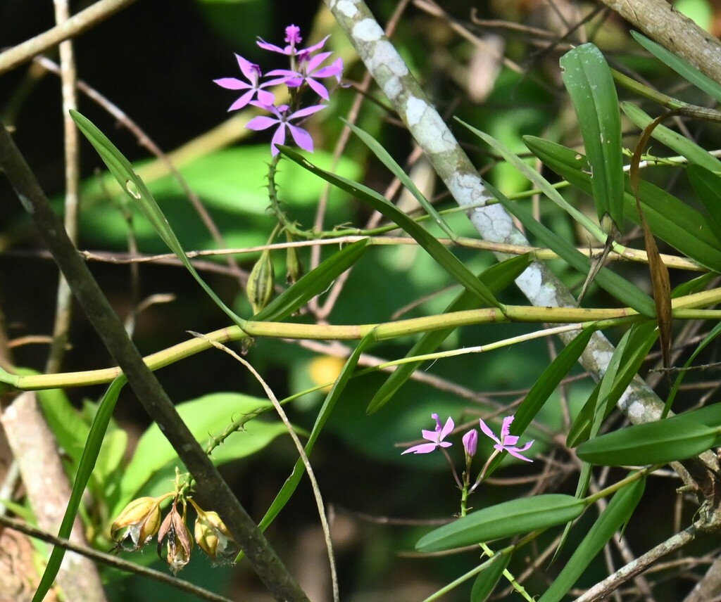 Epidendrum imatophyllum Lindl. 3