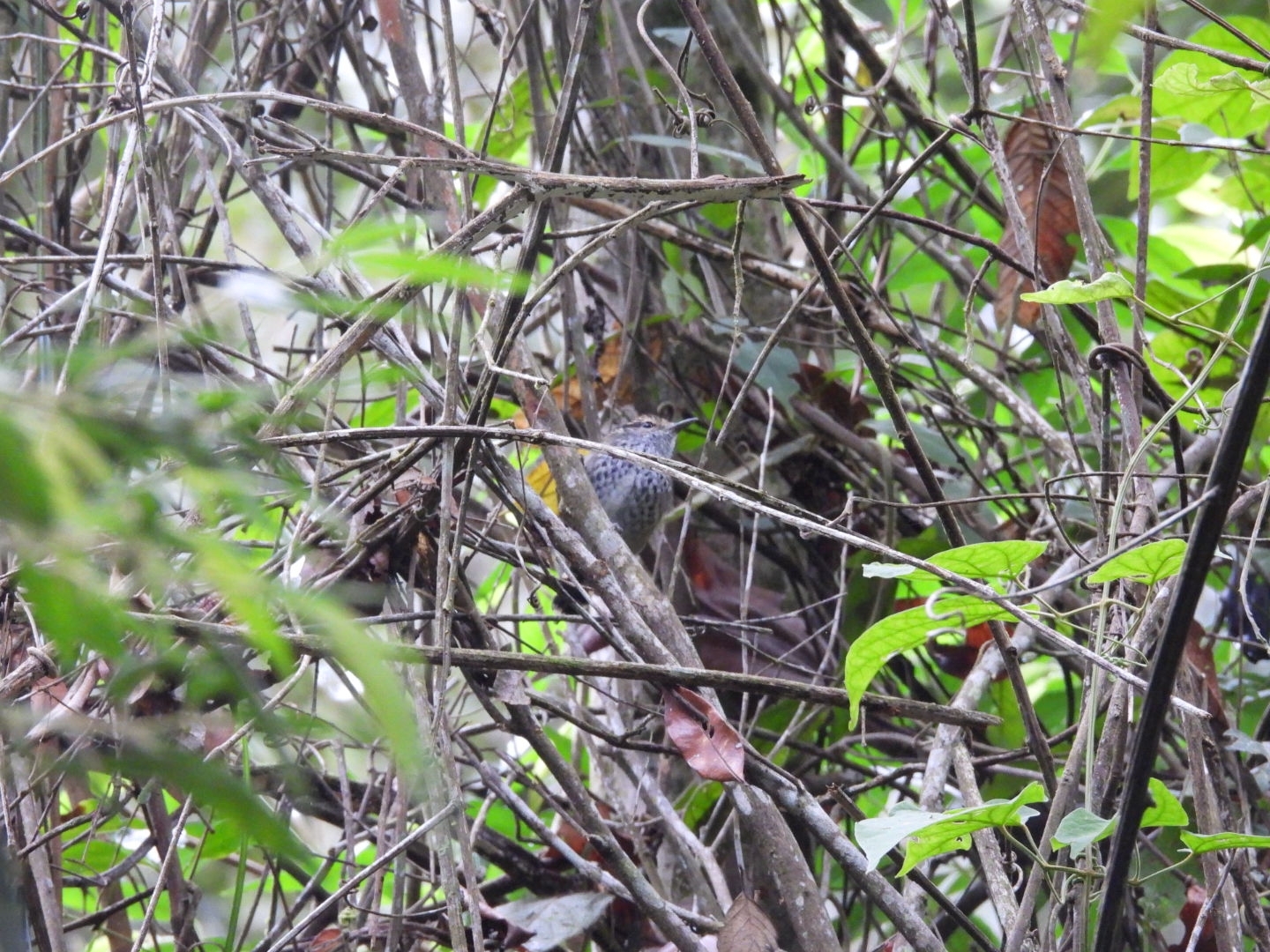 Scaled Antbird (Drymophila squamata), photo 3