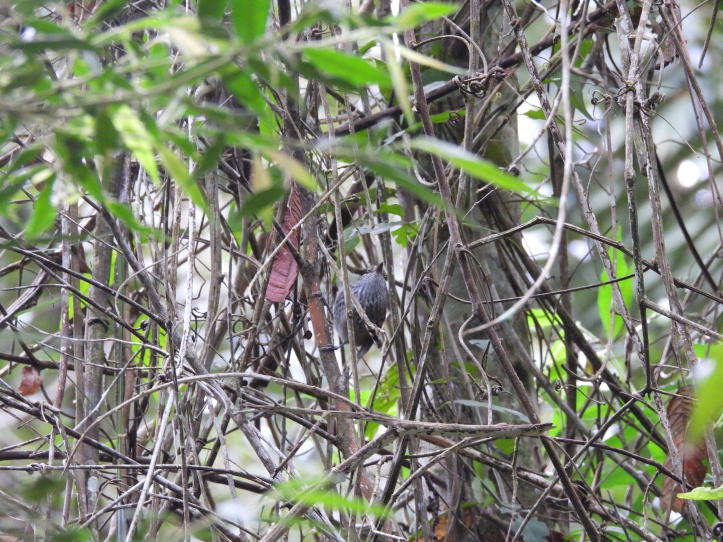 Scaled Antbird (Drymophila squamata), photo 4