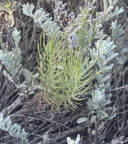 Senecio blochmaniae, photograph 1